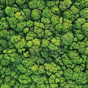 trees